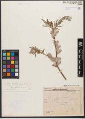 Foto von Salix wilhelmsiana M. Bieb.